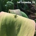 jaś szczerba 1b